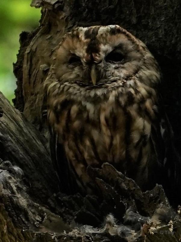 bdFoto 4.JPG - Gemeentehuizen in het bos